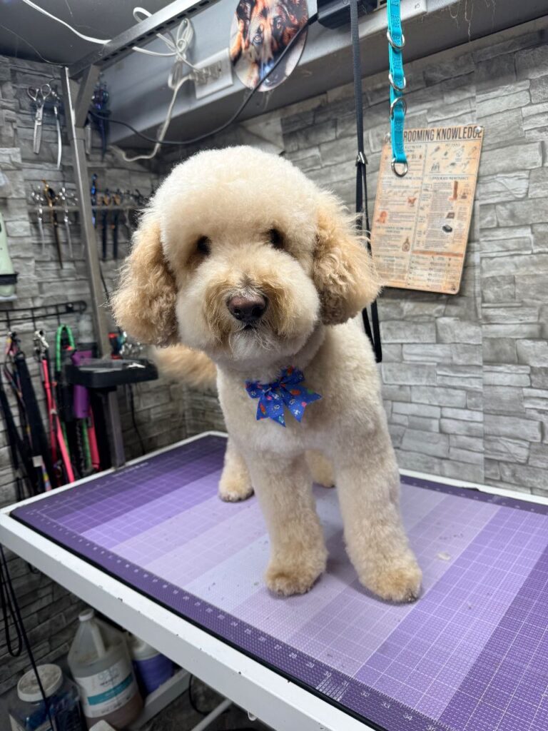 Pet Before Image - Pawgo Arizona